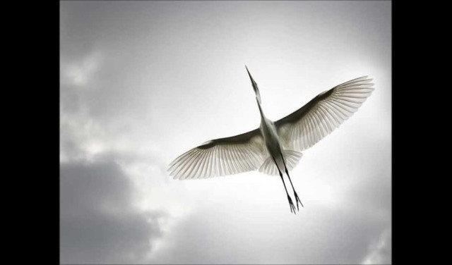 Символ перемен - не лебеди... символ перемен - Журавль... Журавль, что расправил крылья!