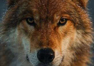 А можно совместить хитрость и силу?