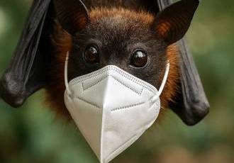 А почему вирус 