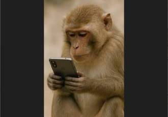 Если абизянке дать смартфон - что изменится?